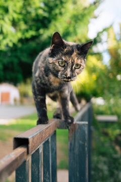 Cat looking to get down.