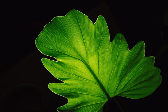 Bright green Phioldendron Leaf