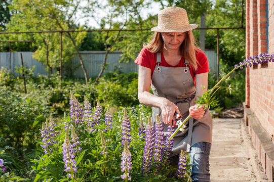 Woman gardener working in the flower garden.