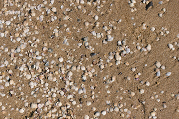 Shells on sand