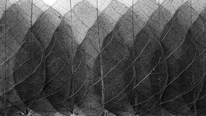 Leaf skeleton stacked together.