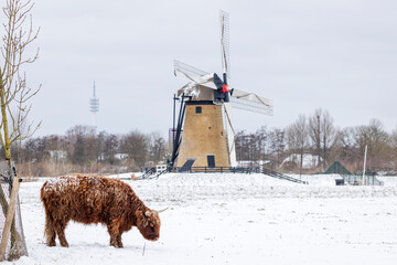 Scottish Highland cow in the snow in a winter scene in the Netherlands