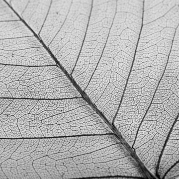 Leaf veins