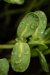 sunflower microgreens 1