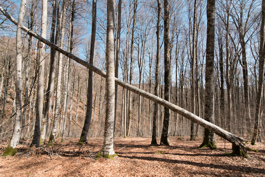 Diagonal fallen tree in the forest