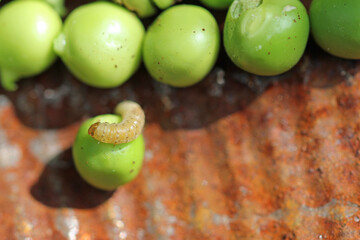 Erbsenwickler, aktive Raupen in der Gartenerbsen