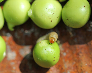 Erbsenwickler, aktive Raupen in der Gartenerbsen