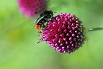 Insektenmagnet, Sternkugel-Lauchblüte