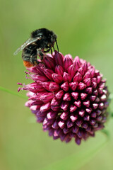 Insektenmagnet, Sternkugel-Lauchblüte