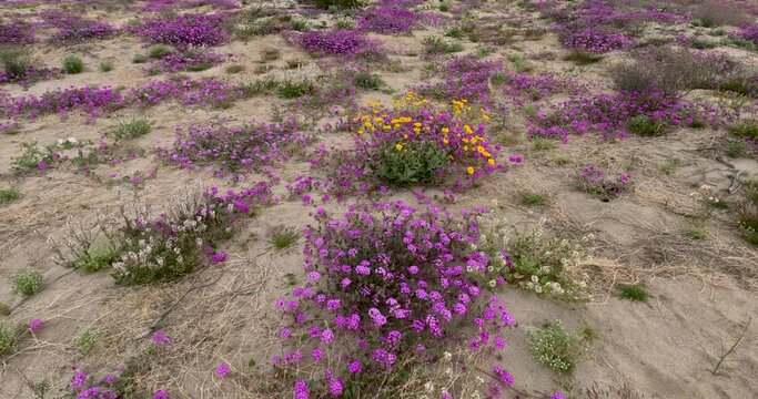Colorful wildflower bloom at Anza Borrego state park in California.