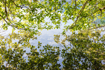 Stock image of alder tree, reflections on lake water, Olympic NP, WA