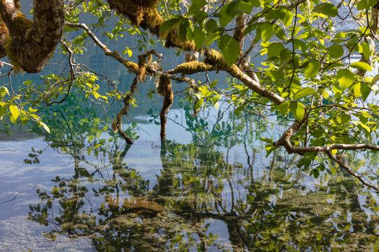Stock image of alder tree, reflections on lake water, Olympic NP, WA