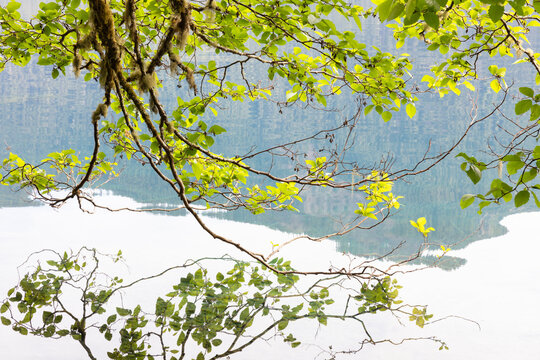 Stock image of alder tree, reflections on lake water, Olympic NP, WA