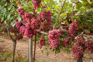 red grapes in the vineyard