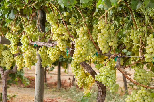 Green Grapes