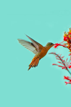 Hummingbirds In The Costa Rican Forest
