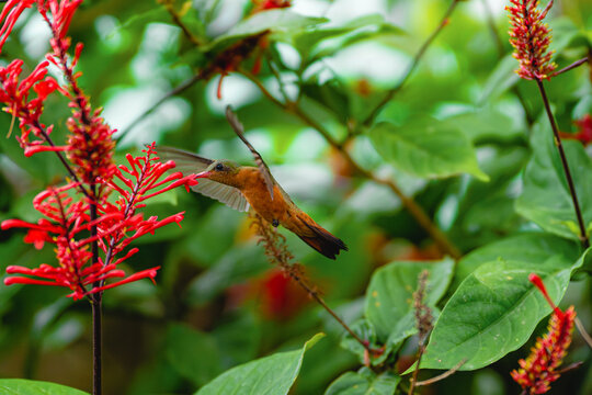 Hummingbirds In The Costa Rican Forest