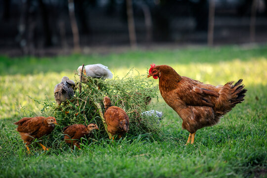Hen With Chicks