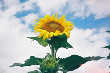 colorful maui scenery of sunflower