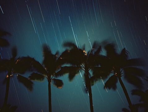Palm trees against stars at night