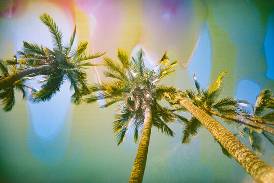 bright colorful palm tree film photo