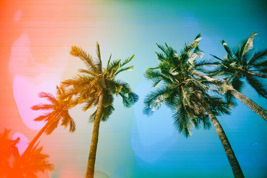 bright colorful palm tree film photo