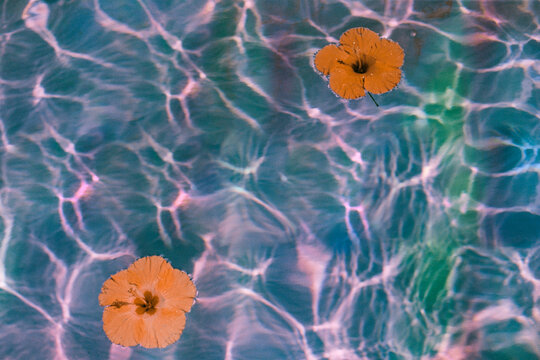 flowers floating in colored pool
