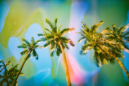 colorful maui scenery with brightly colored palm trees 