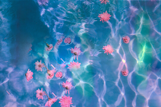 Fototapeta pink flowers over blue pool