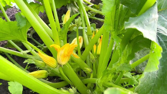 Blooming yellow-orange squash flower close-up among green leaves and stems. Flowering and growth of zucchini.