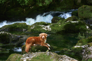 dog at the waterfall. Nova Scotia duck retriever in nature on moss and rock 