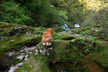 dog at the waterfall. Nova Scotia duck retriever in nature on moss and rock 
