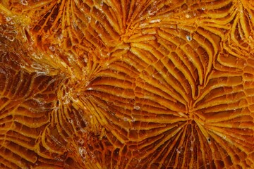 coral fossil jade agate golden feather pattern