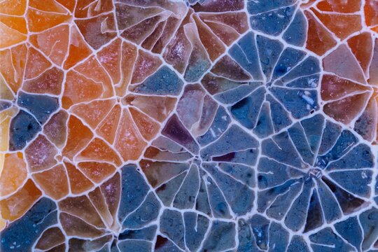 coral skeleton fossil crystal agate kaleidoscope flower pattern type