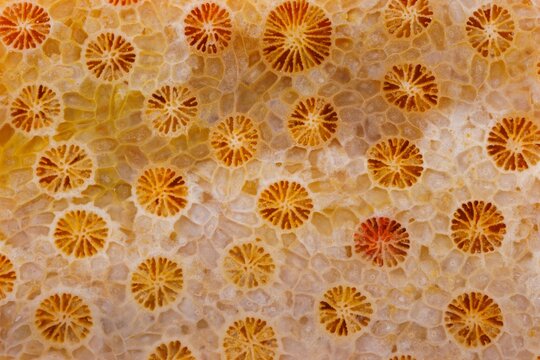 coral skeleton fossil crystal jade agate texture detail