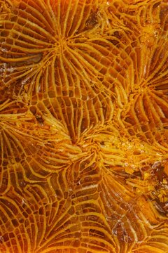 coral fossil jade agate golden feather pattern