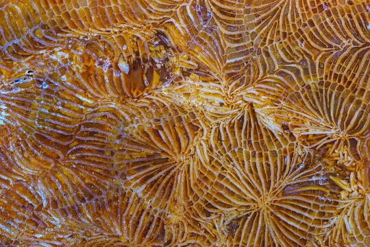 coral fossil jade agate golden feather pattern