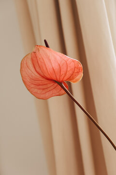 Anthurium