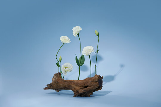 Driftwood and dried flowers on a pastel blue background.