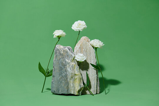 Background for cosmetic products of natural green color.