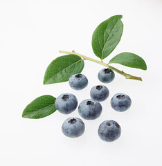 ブルーベリー　　白バック