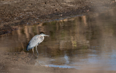 Great Blue Heron