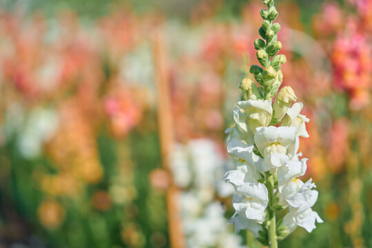 flowers in unfocus