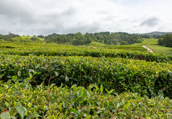 Fototapeta na wymiar Green field with tea plantation on Gorreana Tea Factory in the island of São Miguel in the Azores.