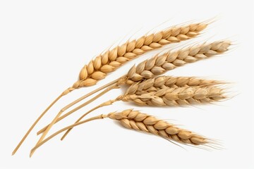 Wheat ears isolated white png transparent. Generative AI
