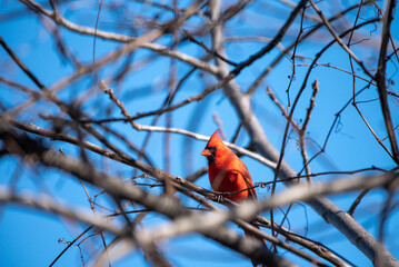 Northern Cardinal