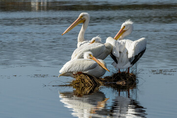 American White Pelicans