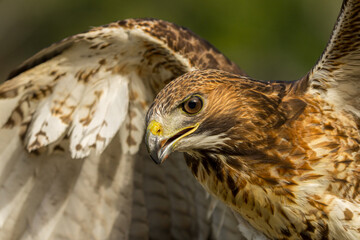 Yellow Billed Kite