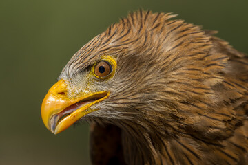 Close-up of Yellow Billed Kite