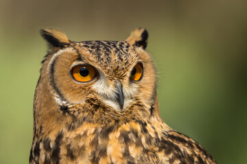 Close-up of  Savigny's Eagle Owl